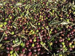 Saloio Olive Oil 200ml by Machado captures Portugal’s tradition, blending green and purple olives with leaves and branches from the finest olive groves.