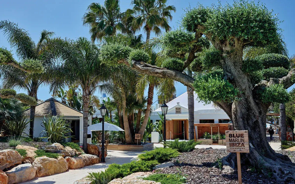 A lush outdoor entrance to Blue Marlin Ibiza, framed by palms and rustic decor, evokes a scene from "The Coolest Ibiza" by Loft Publications, set against white buildings and a bright blue sky.